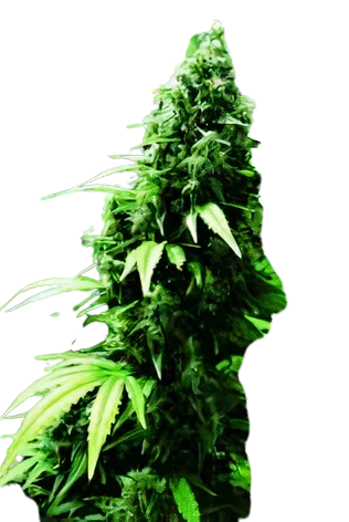 Ogre cannabis seeds packaging — Royal King Seeds Australia