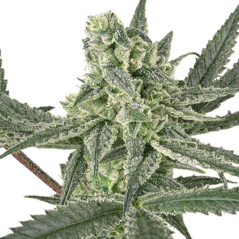 Old School OG cannabis seeds packaging — Royal King Seeds Australia