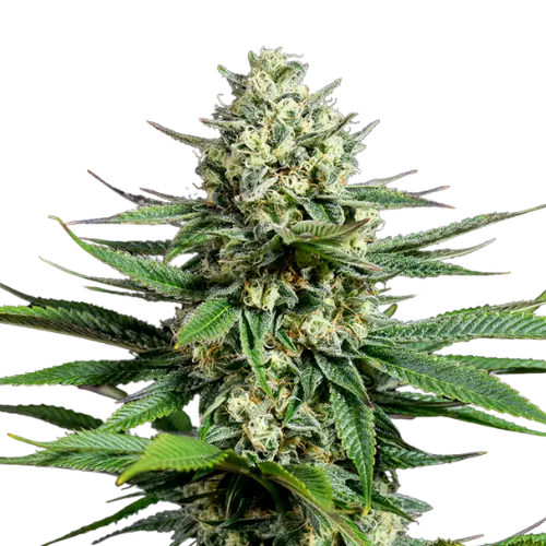 Opal OG Kush cannabis seeds packaging — Royal King Seeds Australia