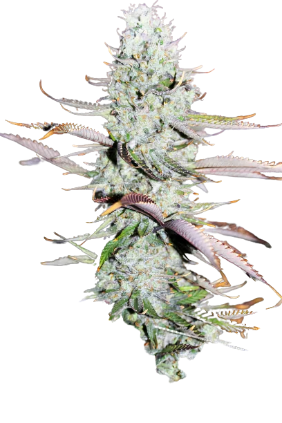 Opium cannabis seeds packaging — Royal King Seeds Australia