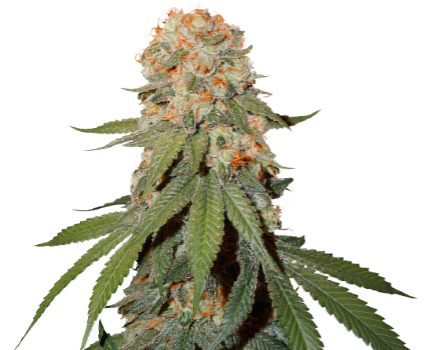 Orange Bud cannabis seeds packaging — Royal King Seeds Australia