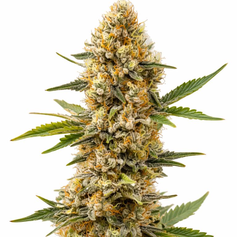 Orange Cream cannabis seeds packaging — Royal King Seeds Australia