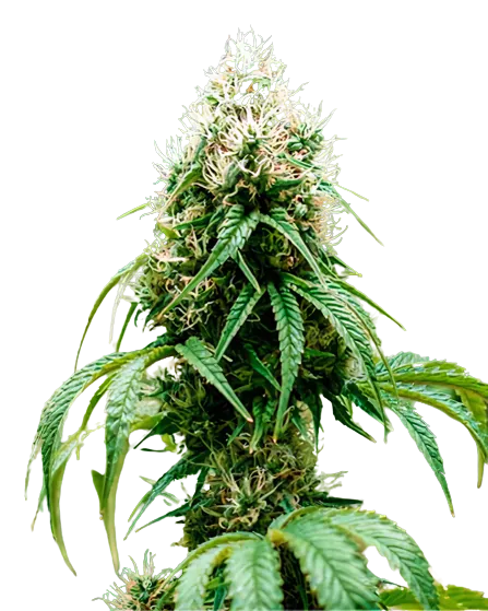 Orange Crush cannabis seeds packaging — Royal King Seeds Australia