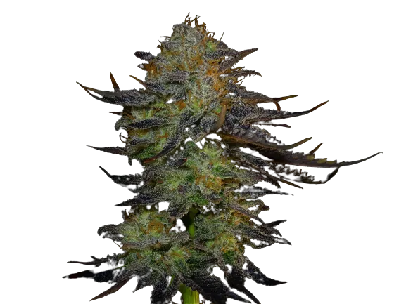 Orange Haze cannabis seeds packaging — Royal King Seeds Australia
