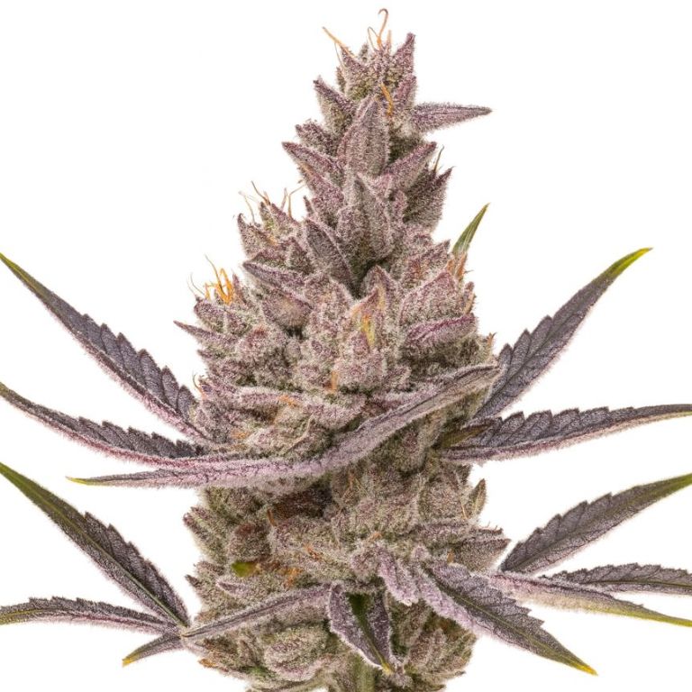 Orange Kush Cake cannabis seeds packaging — Royal King Seeds Australia