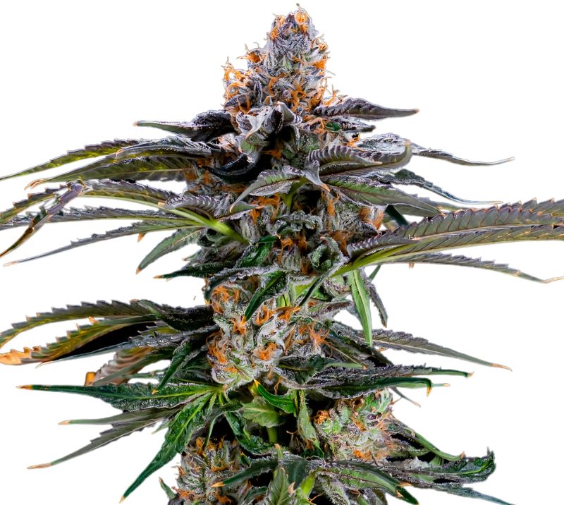 Orange Kush cannabis seeds packaging — Royal King Seeds Australia