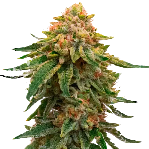 Orange Skunk cannabis seeds packaging — Royal King Seeds Australia