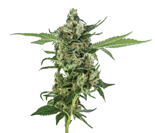 Oregon Diesel cannabis seeds packaging — Royal King Seeds Australia