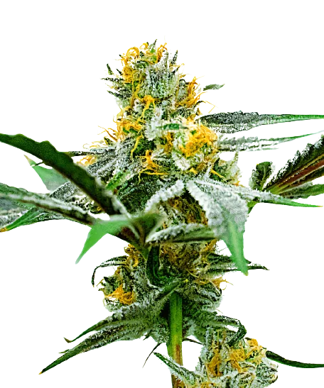 Oregon Peach cannabis seeds packaging — Royal King Seeds Australia