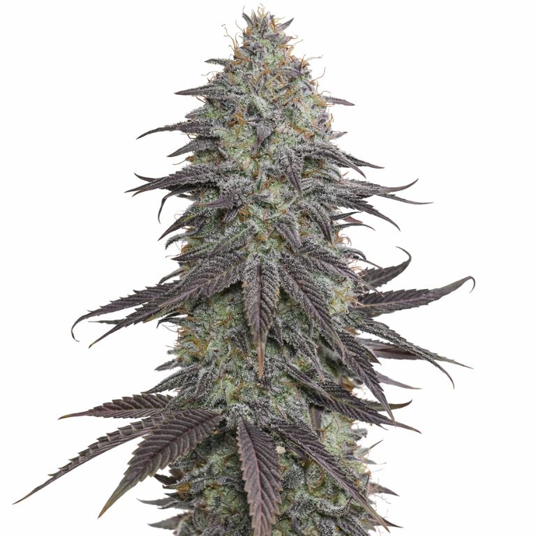 Original Glue cannabis seeds packaging — Royal King Seeds Australia