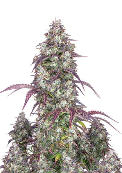 Original Lemon Pie cannabis seeds packaging — Royal King Seeds Australia