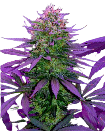 Overlord OG cannabis seeds packaging — Royal King Seeds Australia