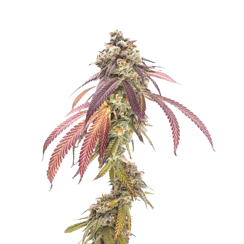P-51 cannabis seeds packaging — Royal King Seeds Australia