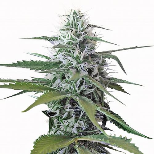 Painkiller XL cannabis seeds packaging — Royal King Seeds Australia