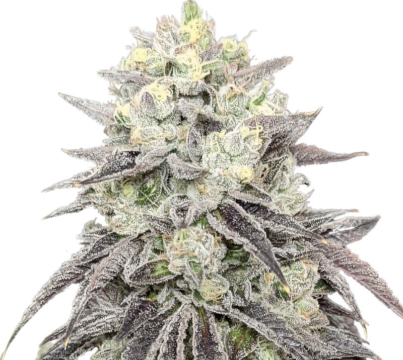 Pakistani Chitral Kush cannabis seeds packaging — Royal King Seeds Australia