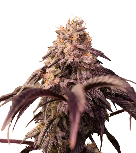 Pamelina cannabis seeds packaging — Royal King Seeds Australia