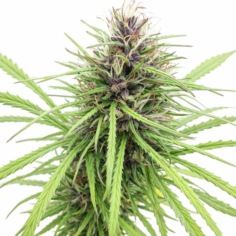 Panama Red cannabis seeds packaging — Royal King Seeds Australia