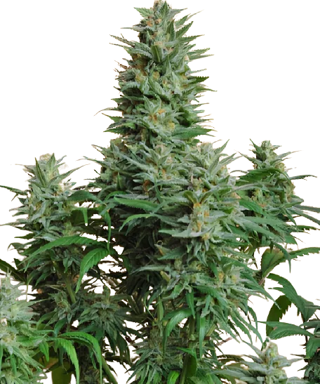 Papaya cannabis seeds packaging — Royal King Seeds Australia