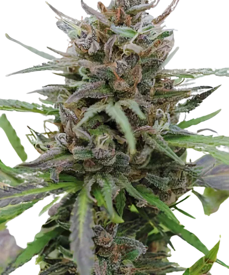 Paris XXX cannabis seeds packaging — Royal King Seeds Australia