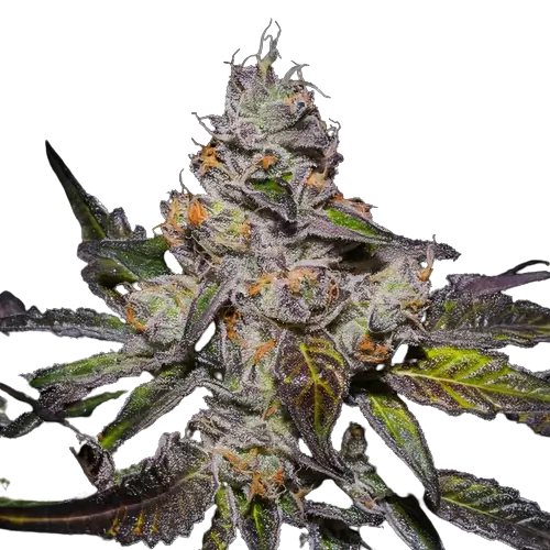 Peanut Butter Breath cannabis seeds packaging — Royal King Seeds Australia