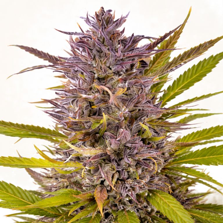 Peanut Butter Gelato cannabis seeds packaging — Royal King Seeds Australia