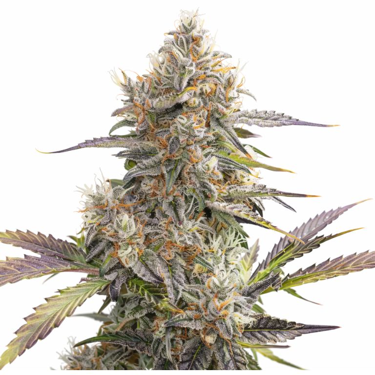 Pennywise CBD cannabis seeds packaging — Royal King Seeds Australia