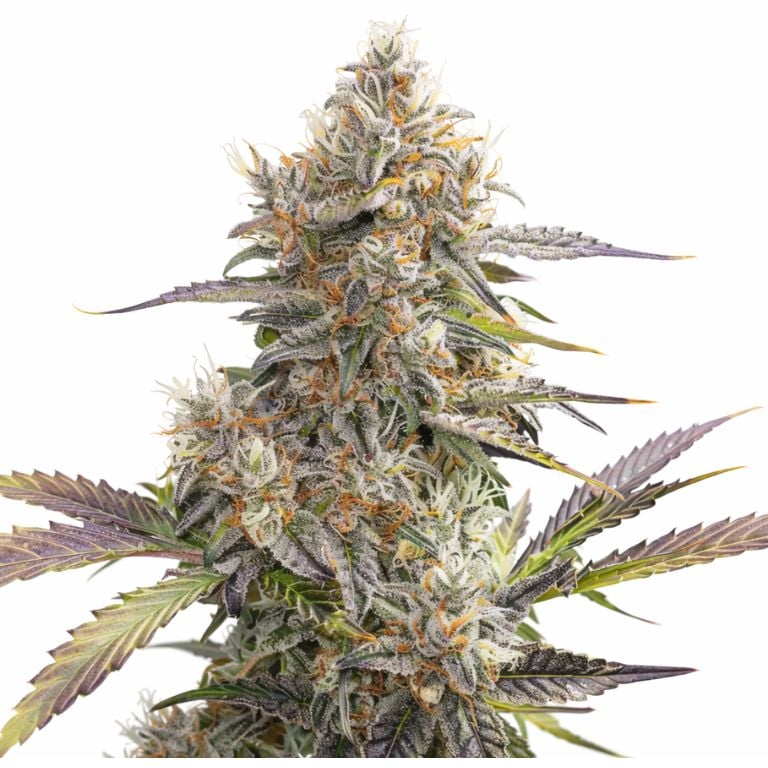 Pennywise cannabis seeds packaging — Royal King Seeds Australia