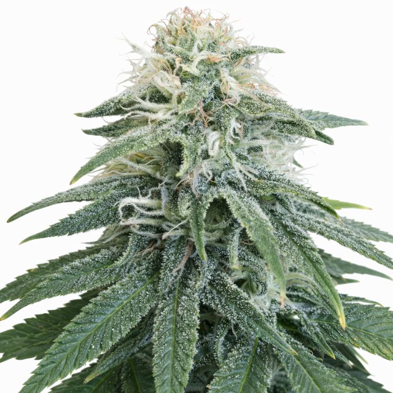 Permafrost cannabis seeds packaging — Royal King Seeds Australia