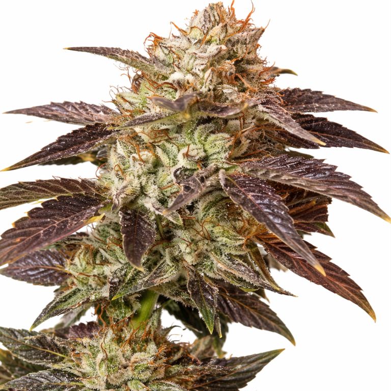 Petrolia Headstash cannabis seeds packaging — Royal King Seeds Australia