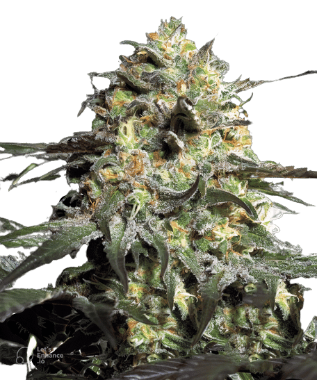 Peyote Cookies cannabis seeds packaging — Royal King Seeds Australia