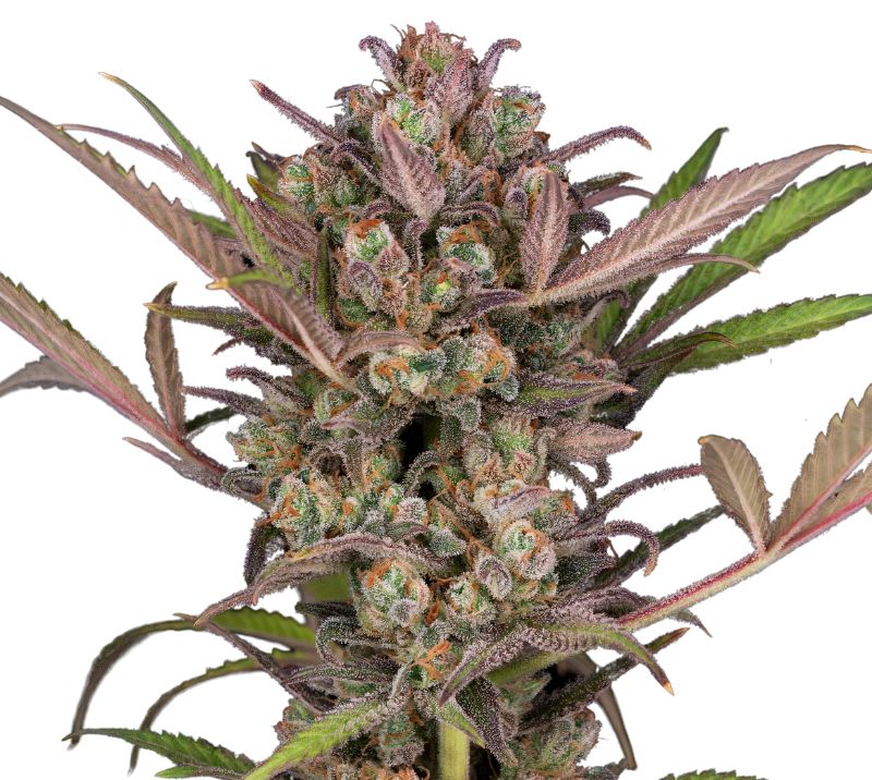Phantom Cookies cannabis seeds packaging — Royal King Seeds Australia