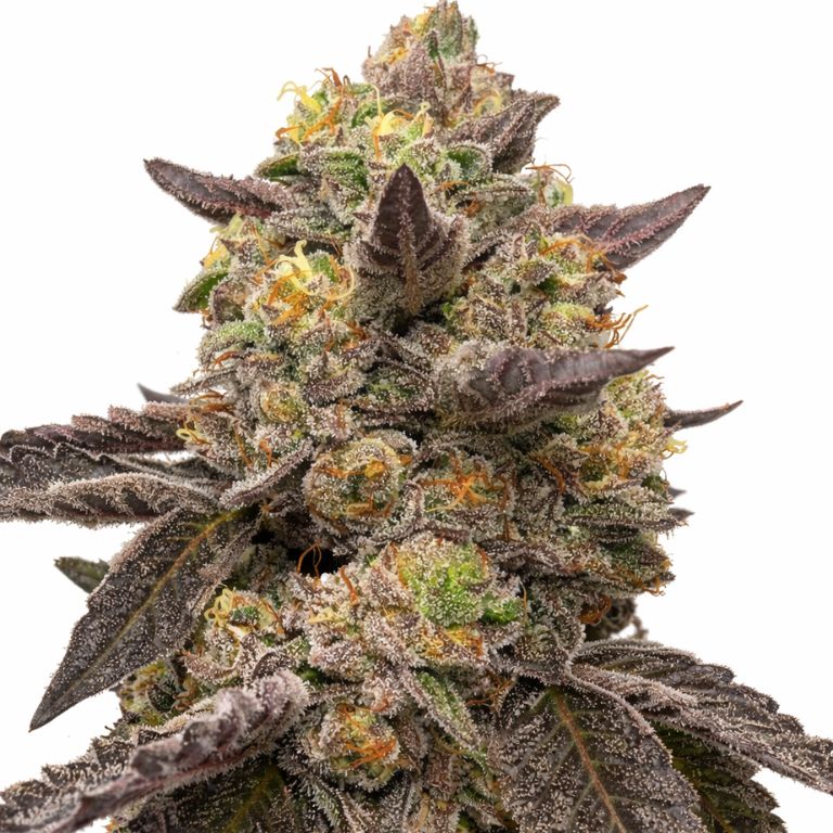 Pie Scream cannabis seeds packaging — Royal King Seeds Australia