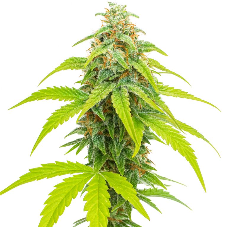 Pina Colada cannabis seeds packaging — Royal King Seeds Australia