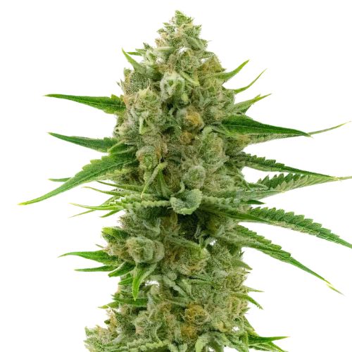 Pine cannabis seeds packaging — Royal King Seeds Australia