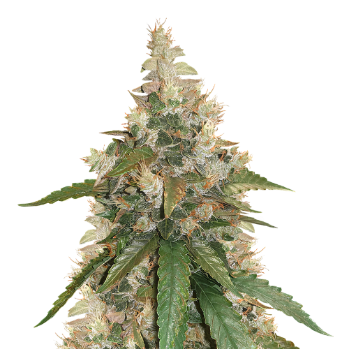 Pine Tar Kush cannabis seeds packaging — Royal King Seeds Australia