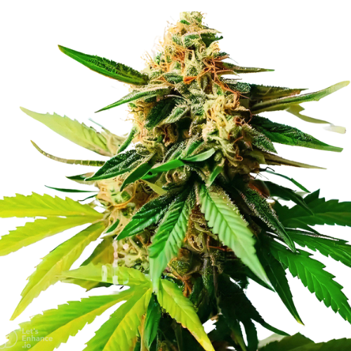 Pineapple Diesel cannabis seeds packaging — Royal King Seeds Australia