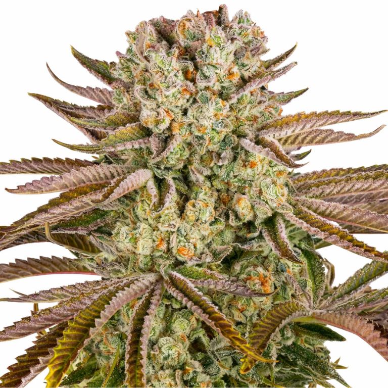 Pineapple Express cannabis seeds packaging — Royal King Seeds Australia