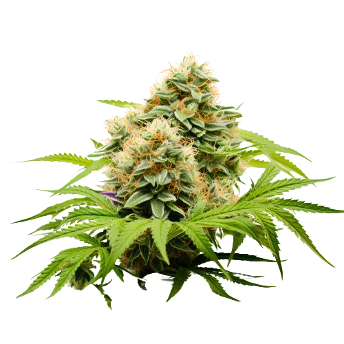 Pineapple Haze cannabis seeds packaging — Royal King Seeds Australia