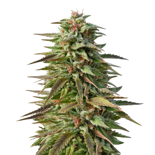 Pineapple Kush cannabis seeds packaging — Royal King Seeds Australia
