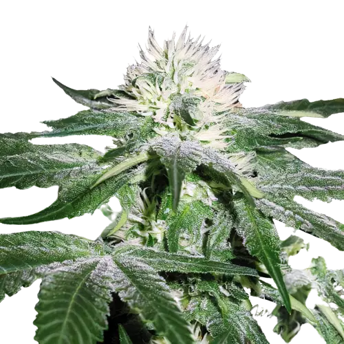 Pineapple Mayhem cannabis seeds packaging — Royal King Seeds Australia
