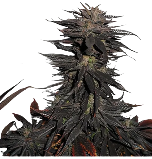 Pineapple Purple Skunk cannabis seeds packaging — Royal King Seeds Australia