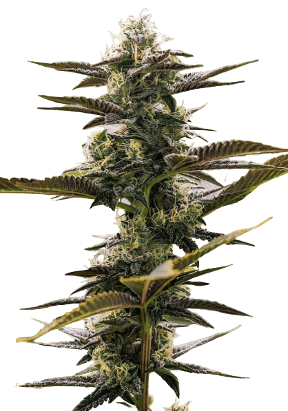Pink Champagne cannabis seeds packaging — Royal King Seeds Australia