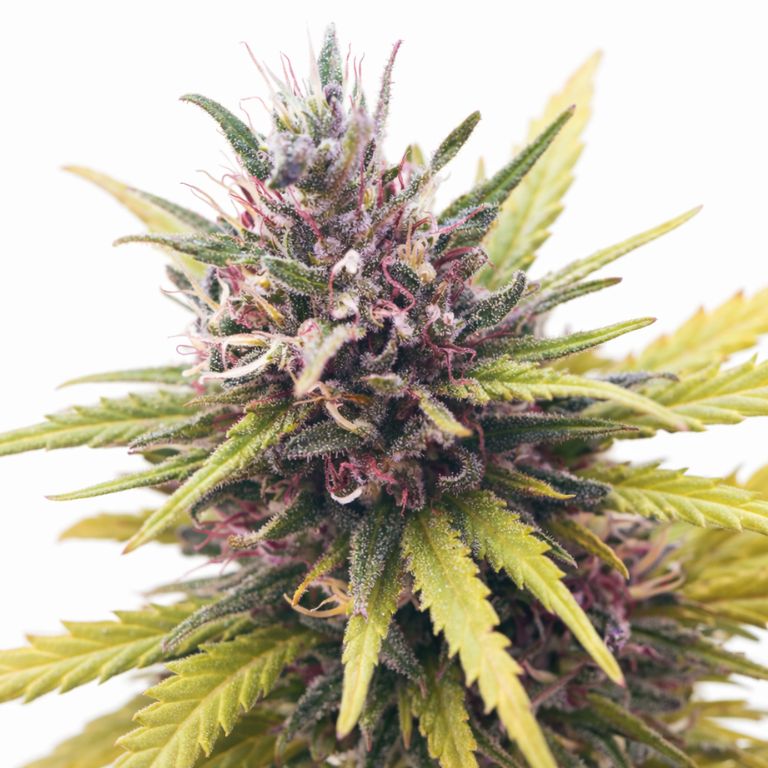 Pink Death Star cannabis seeds packaging — Royal King Seeds Australia