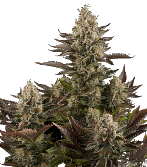 Pink Mango cannabis seeds packaging — Royal King Seeds Australia