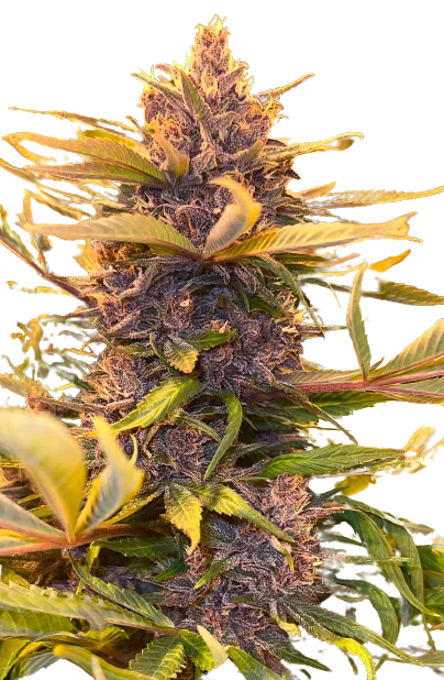 Pink Panther cannabis seeds packaging — Royal King Seeds Australia