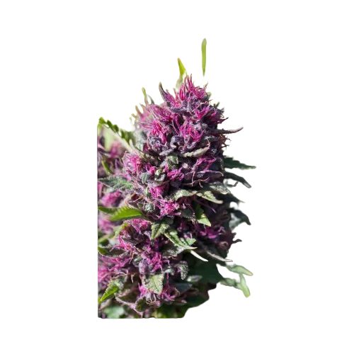 Pink Pez cannabis seeds packaging — Royal King Seeds Australia