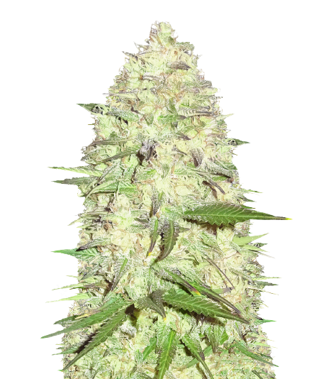 Pitbull Pit cannabis seeds packaging — Royal King Seeds Australia