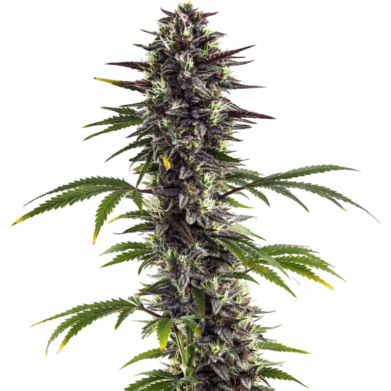 Platinum Bubba cannabis seeds packaging — Royal King Seeds Australia