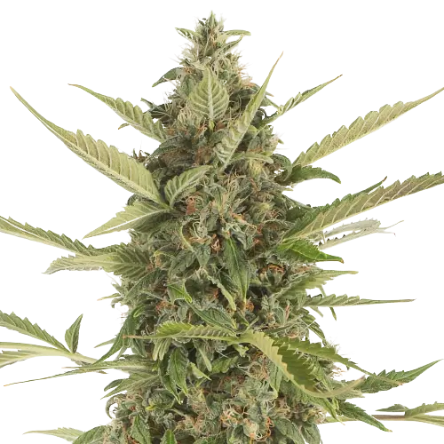 Platinum Bubba Kush cannabis seeds packaging — Royal King Seeds Australia