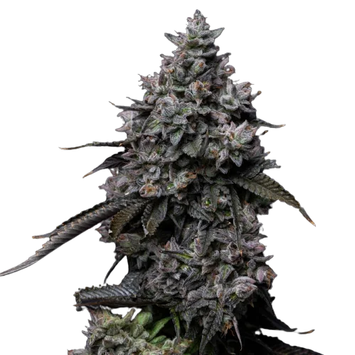 Platinum GSC cannabis seeds packaging — Royal King Seeds Australia